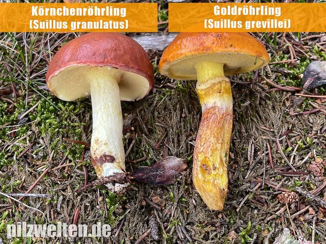 Goldröhrling, Suillus grevillei