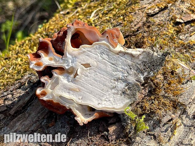 Riesenlorchel, Gyromitra gigas