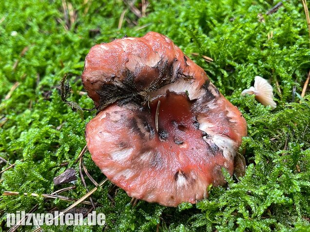 Rosenroter Gelbfuß, Gomphidius roseus