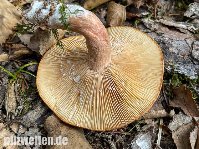 Rotbrauner Milchling, Lactarius rufus