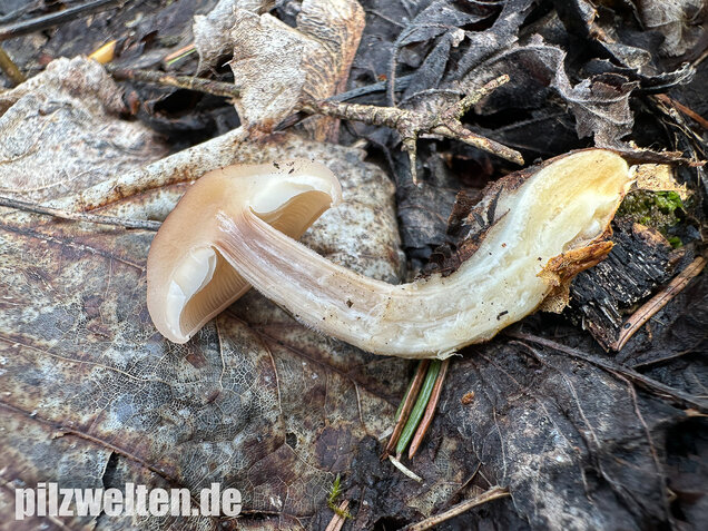Striegeliger Rübling, Stinkender Frühlingsrübling, Gymnopus hariolorum