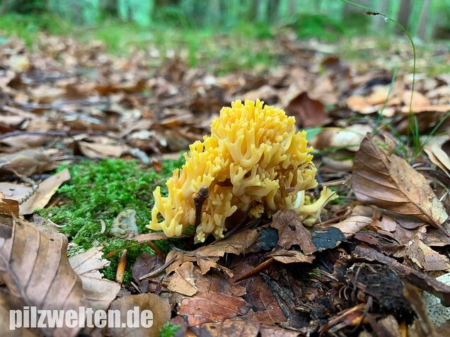 Schwefelgelbe Koralle, Ramaria flava