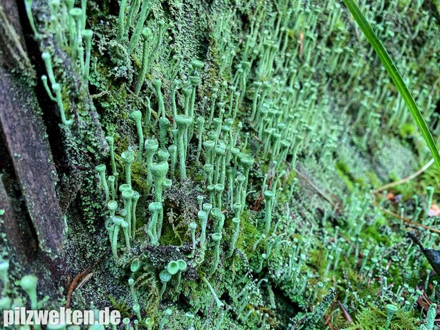 Trompetenflechte, Cladonia fimbriata