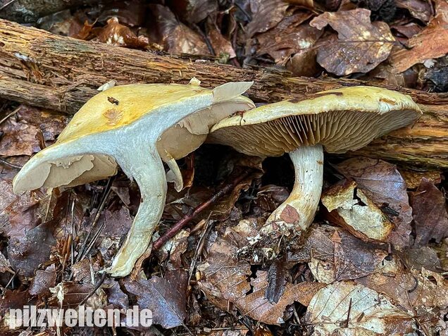 Violettblättriger Schleimfuß, Cortinarius delibutus