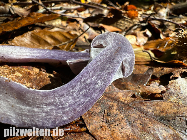 Weißvioletter Dickfuß, Cortinarius alboviolaceus