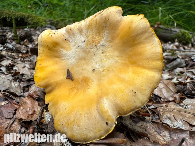 Blasser Pfifferling, Laubwaldpfifferling, Cantharellus pallens
