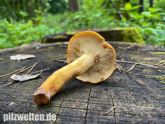 Milchbrätling, Lactifluus volemus