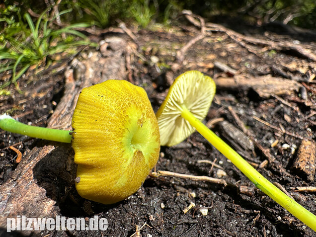 Braungrüner Zärtling, Braungrüner Rötling, Entoloma incanum agg.