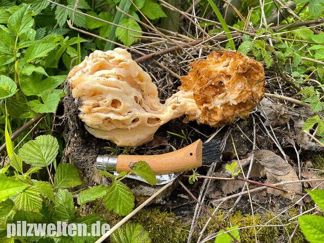 Dickfüßige Speisemorchel, Morchella crassipes