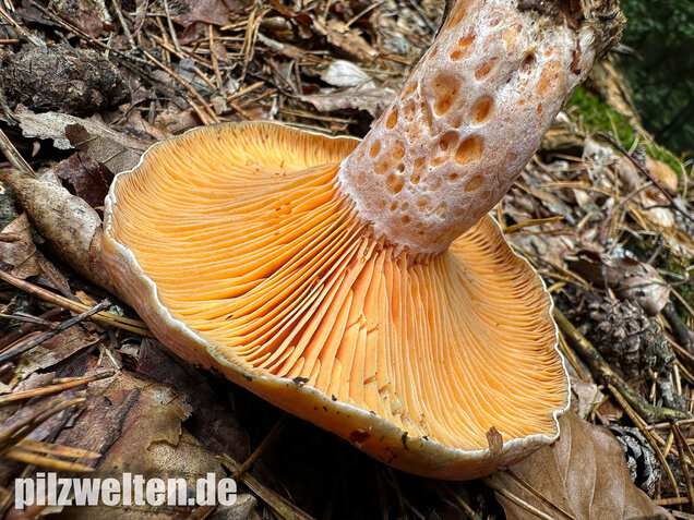 Edelreizker, Kiefernreizker, Blutreizker, Lactarius deliciosus