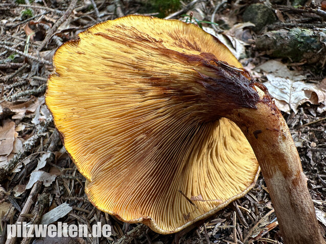 Erlenkrempling, Paxillus rubicundulus