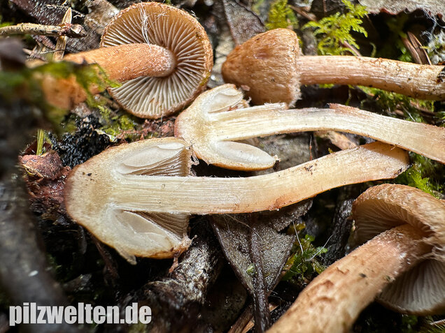 Frühlingsrisspilz, Später Risspilz, Inocybe nitidiuscula