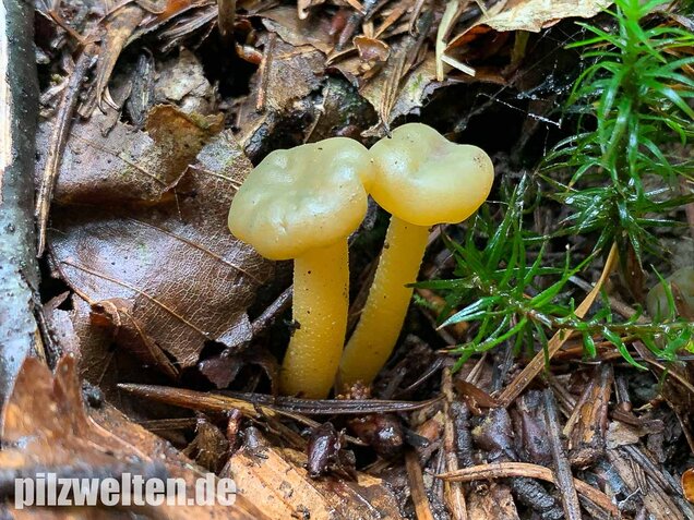 Gallertkäppchen, Leotia lubrica