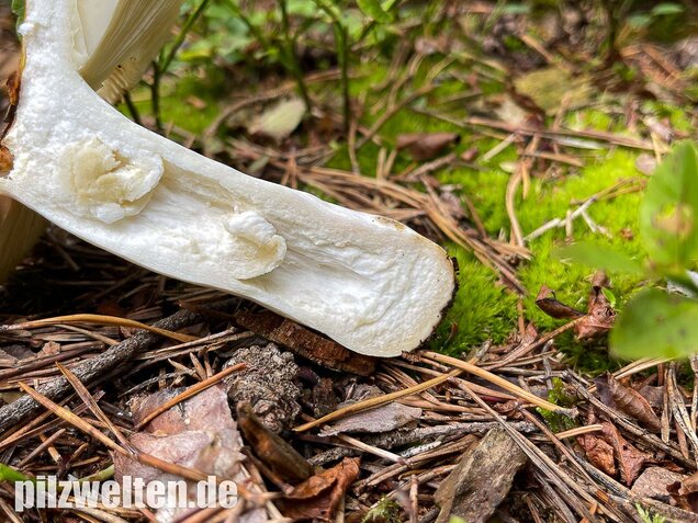 Gelber Graustieltäubling, Russula claroflava
