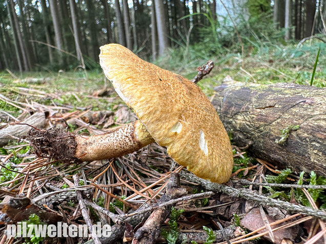 Gelber Hohlfußröhrling, Suillus cavipes var. aureus