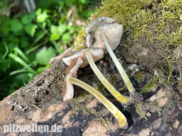 Gelbstieliger Dachpilz, Pluteus romellii