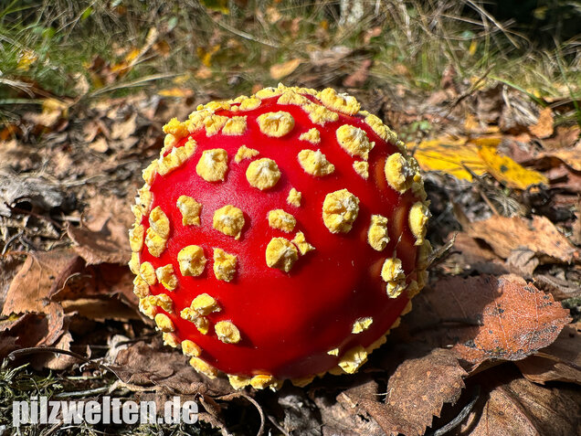 Gelbflockiger Fliegenpilz, Amanita muscaria var. flavivolvata