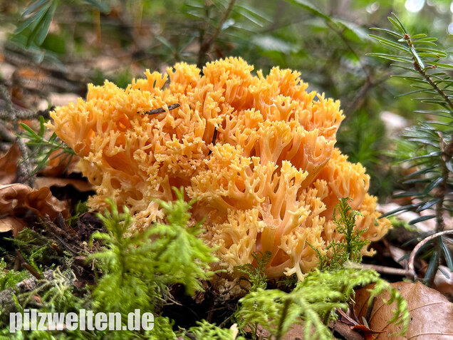 Gelbwerdende Koralle, Rosagelbliche Koralle, Ramaria flavescens