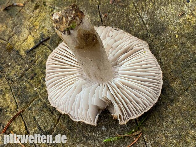 Gemeiner Erdritterling, Tricholoma terreum