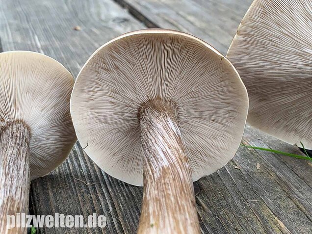 Gemeiner Weichritterling, Melanoleuca melaleuca