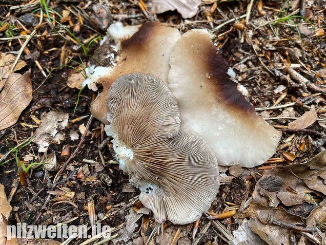 Großes Stummelfüßchen, Crepidotus autochthonus