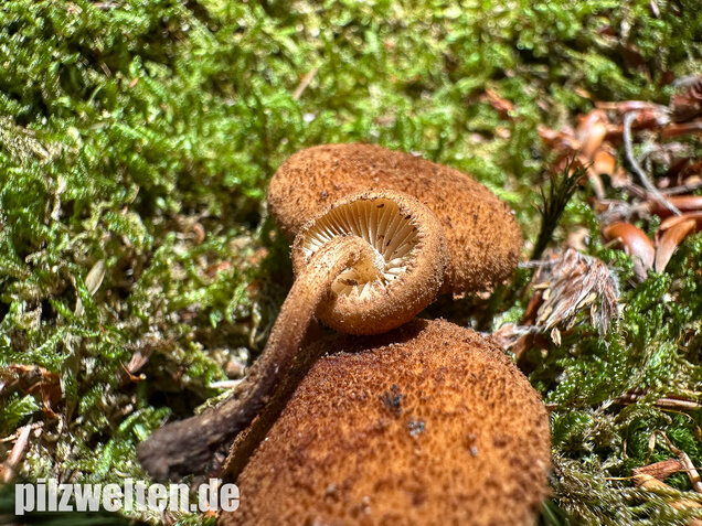 Igelschüppchenschnitzling, Phaeomarasmius erinaceus