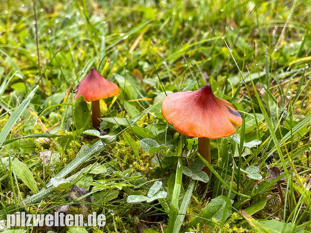 Kegeliger Saftling, Schwärzender Saftling, Hygrocybe conica