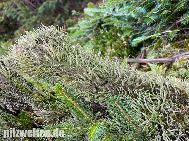 Keulenflechte, Cladonia coniocraea