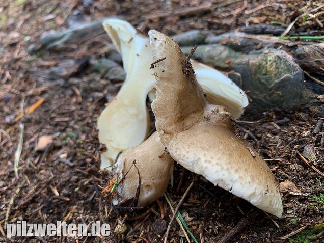 Keulenfüßiger Trichterling, Ampulloclitocybe clavipes