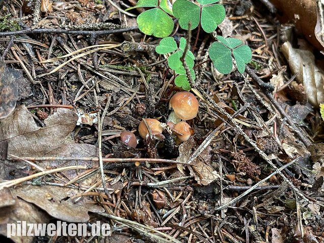 Körnchenröhrling, Suillus granulatus