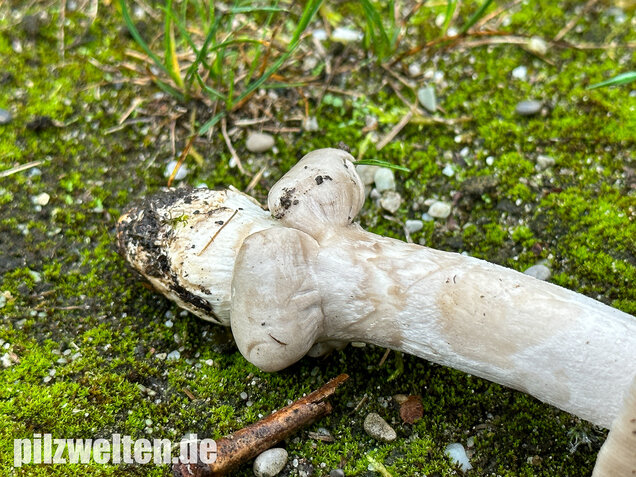 Ockergrauer Scheidenstreifling, Ockergrauer Riesenstreifling, Amanita lividopallescens