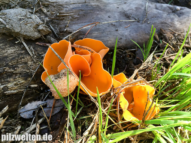Orangebecherling, Aleuria aurantia