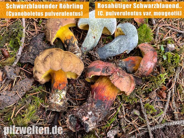 Schwarzblauender Röhrling, Cyanoboletus pulverulentus
