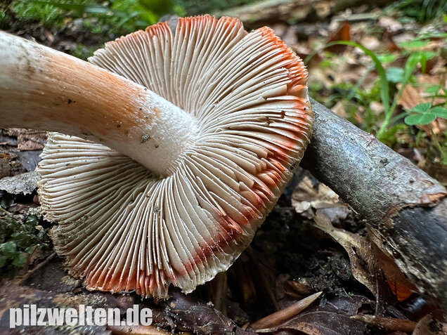Rötender Risspilz, Schamroter Risspilz, Inocybe godeyi