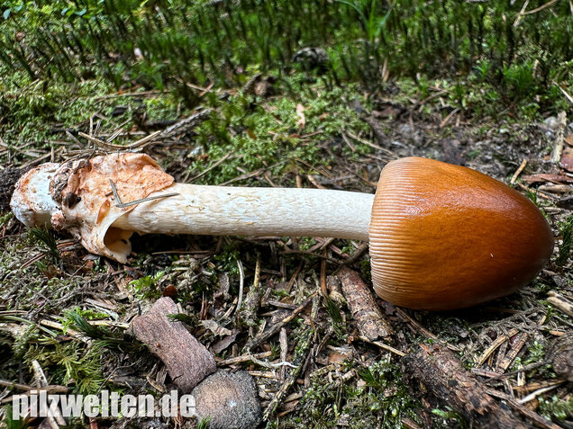 Rotbrauner Scheidenstreifling, Amanita fulva