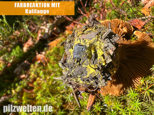 Schwarzgrüner Klumpfuß, Calonarius atrovirens