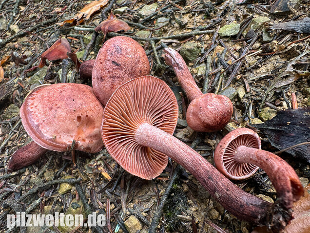 Weinroter Purpur-Schneckling, Hygrophorus capreolarius