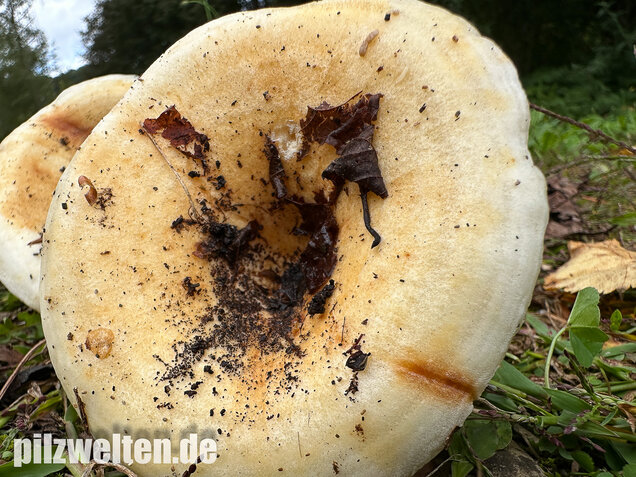 Blasser Zonenmilchling, Scharfer Pappelmilchling, Lactarius evosmus