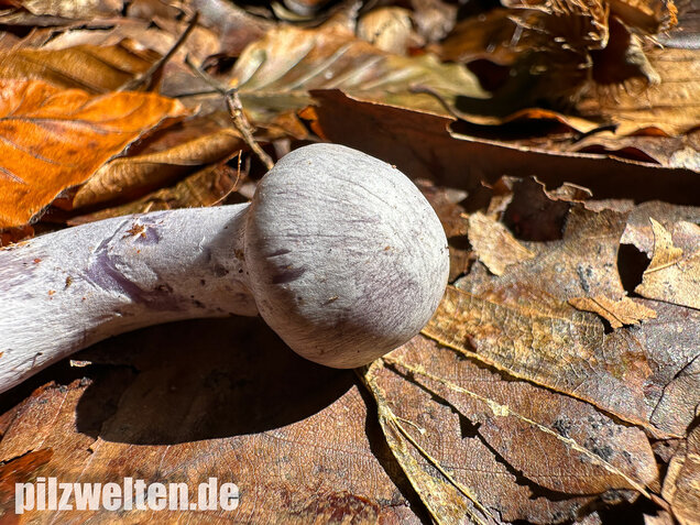 Weißvioletter Dickfuß, Cortinarius alboviolaceus