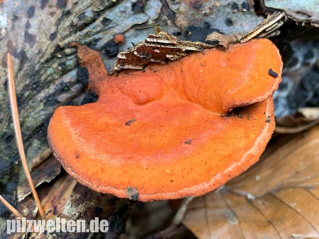 Zinnoberrote Tramete, Pycnoporus cinnabarinus