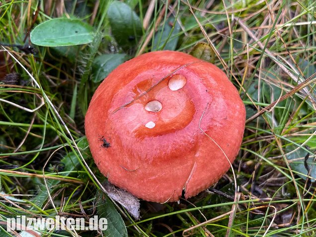 Apfeltäubling, Russula paludosa