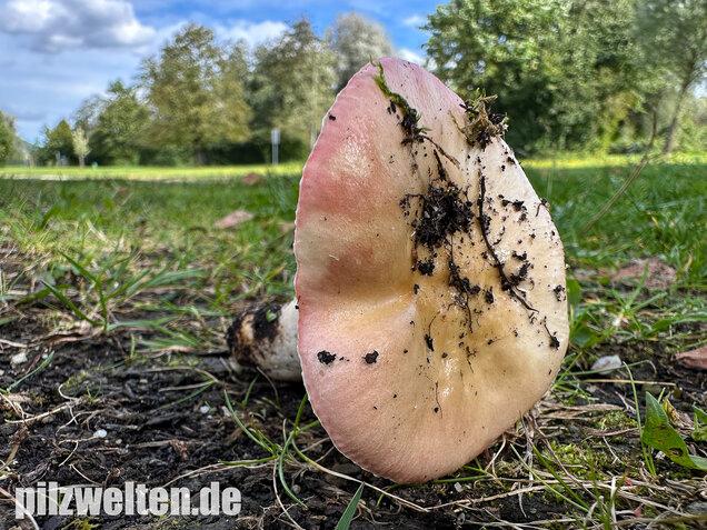 Ausblassender Birkentäubling, Verblassender Täubling, Russula exalbicans