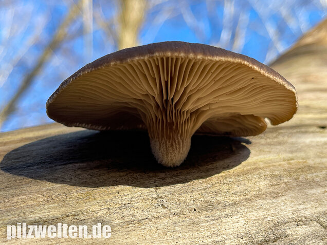 Austernseitling, Austernpilz, Kalbfleischpilz, Pleurotus ostreatus