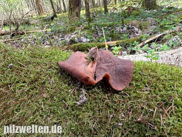 Schildförmige Scheibchenlorchel, Gyromitra parma