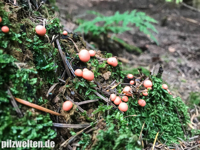 Blutmilchpilz, Lycogala epidendrum