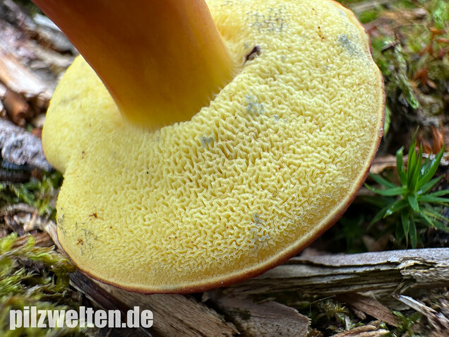Blutroter Filzröhrling, Blutroter Gartenfilzröhrling, Hortiboletus rubellus