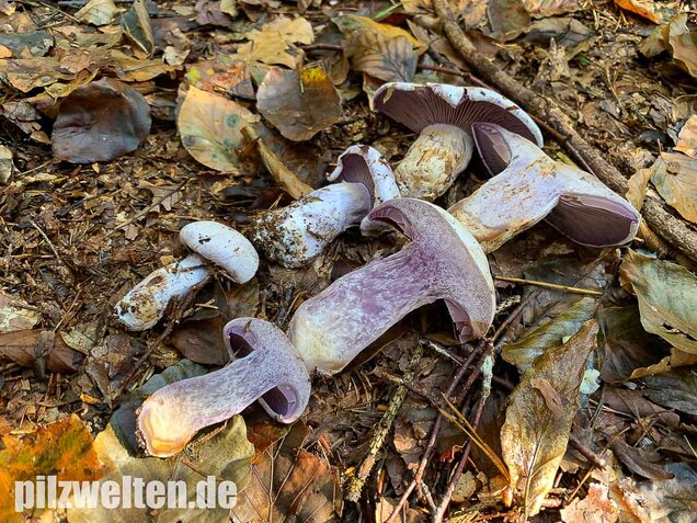 Bocksdickfuß, Cortinarius camphoratus