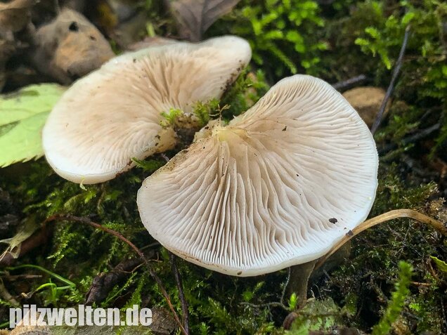 Gallertfleischiges Stummelfüßchen, Crepidotus mollis