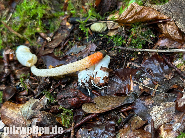 Gemeine Hundsrute, Mutinus caninus