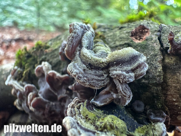 Gezonter Ohrlappenpilz,  Auricularia mesenterica